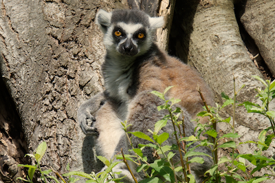 Lemur Ring J7